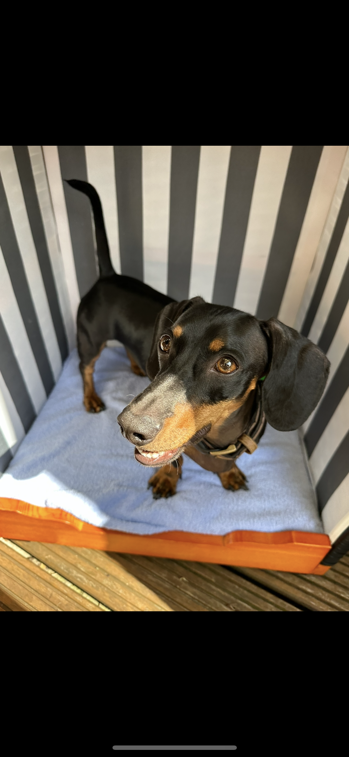 Auf dem Bild sieht man einen Dackel der in einem mini Strandkorb steht!