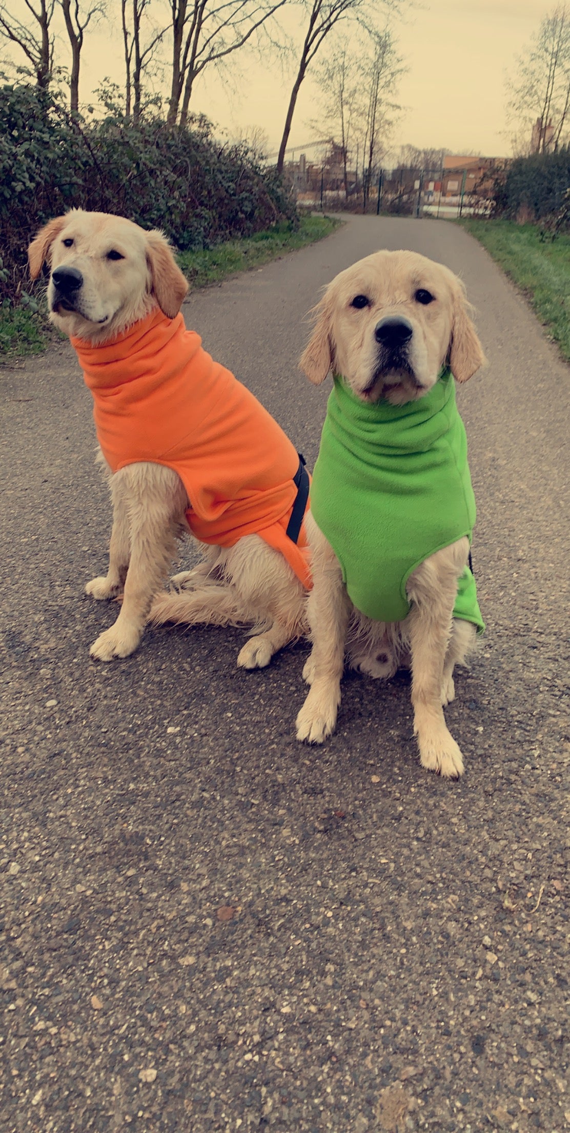 Hier sieht man zwei Goldenretriever die beide einen Bademantel an haben, die Farben der Bademäntel sind Grün und Orange