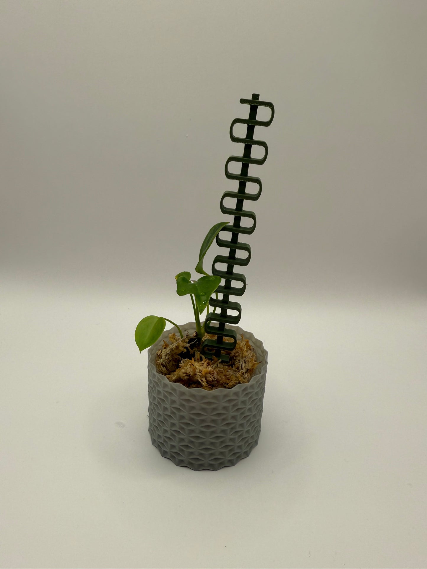 Pflanzenstütze Snake