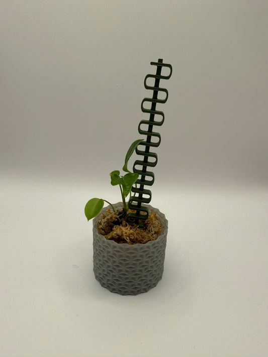Pflanzenstütze Snake