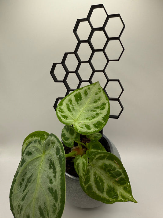 Pflanzenstütze honeycomb